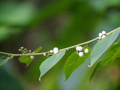 Deeringia polysperma