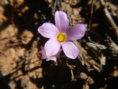 Oxalis dilatata