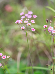 Morten Ross, CC BY, iNaturalist via GBIF Androsace strigillosa, photograph Morten Ross, CC BY, iNaturalist via GBIF