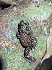 Leprus Chirping Frog photo 3