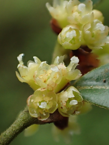 How to identify Lindera akoensis Hayata