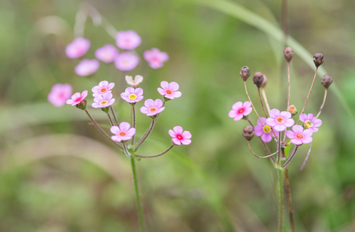 Androsace strigillosa, photograph 4