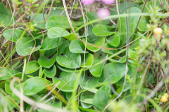 Androsace strigillosa, photograph Morten Ross, CC BY, iNaturalist via GBIF