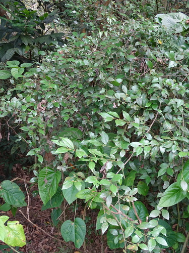 Image of Taiwan Spicebush (Lindera akoensis) by no rights reserved