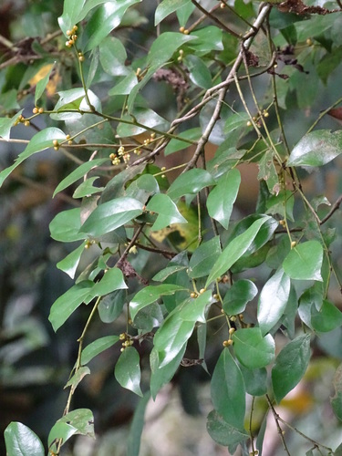 Image of Taiwan Spicebush (Lindera akoensis) by no rights reserved
