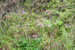 Morten Ross, CC BY, iNaturalist via GBIF Androsace strigillosa, photograph Morten Ross, CC BY, iNaturalist via GBIF