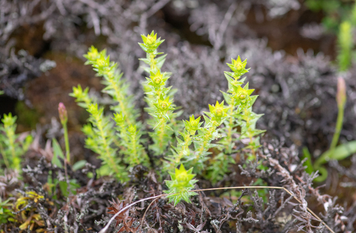 Spiny-Leaf Saxifrage (Saxifraga brachypoda)