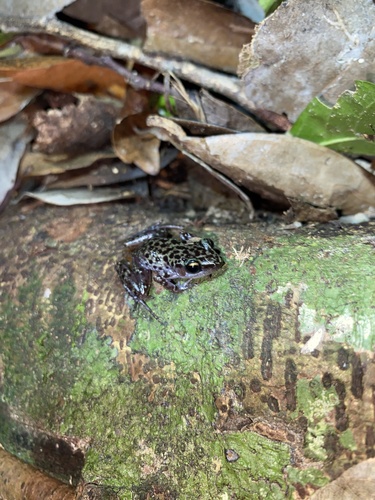 Leprus Chirping Frog