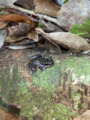 Leprus Chirping Frog photo 2