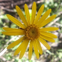 Dorobaea