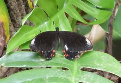 Papilio ambrax