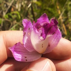 Bletia