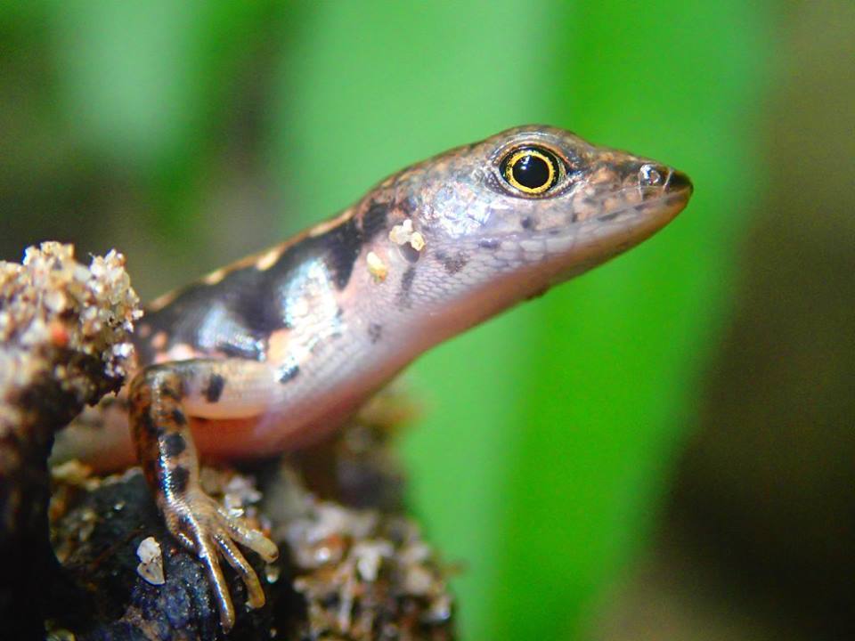 Sulawesi Forest Skink
