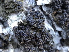 Collema nigrescens