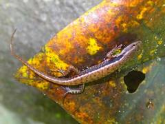 Sphenomorphus celebensis