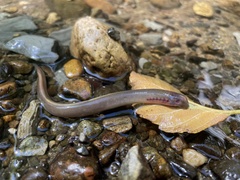 Western Brook Lamprey photo 2
