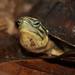 Amboina Box Turtle - Photo (c) Tom Kirschey, some rights reserved (CC BY-NC), uploaded by Tom Kirschey