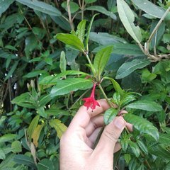 Fuchsia loxensis