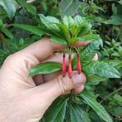Fuchsia loxensis