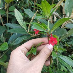 Fuchsia loxensis