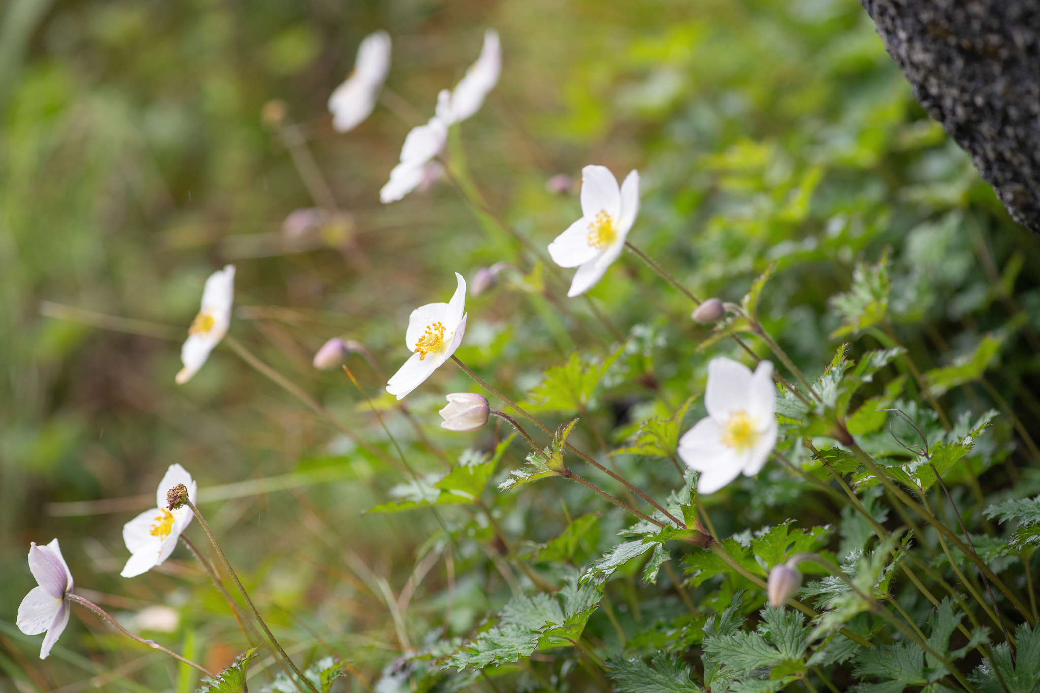 Rock Windflower (Eriocapitella rupicola)