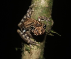 Catharina Snouted Treefrog photo 2