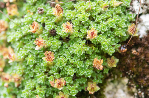Saxifraga georgei