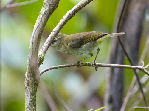 Lompobattang Leaf Warbler (Phylloscopus sarasinorum), photo 2