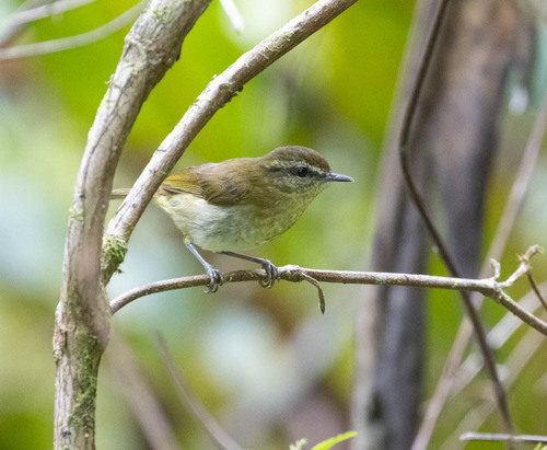 Sulawesi Leaf Warbler (Phylloscopus nesophilus), photo 4