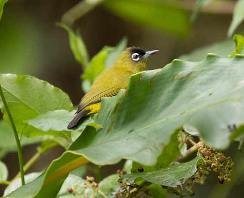 Black-crowned White-eye (Zosterops atrifrons), photo 7