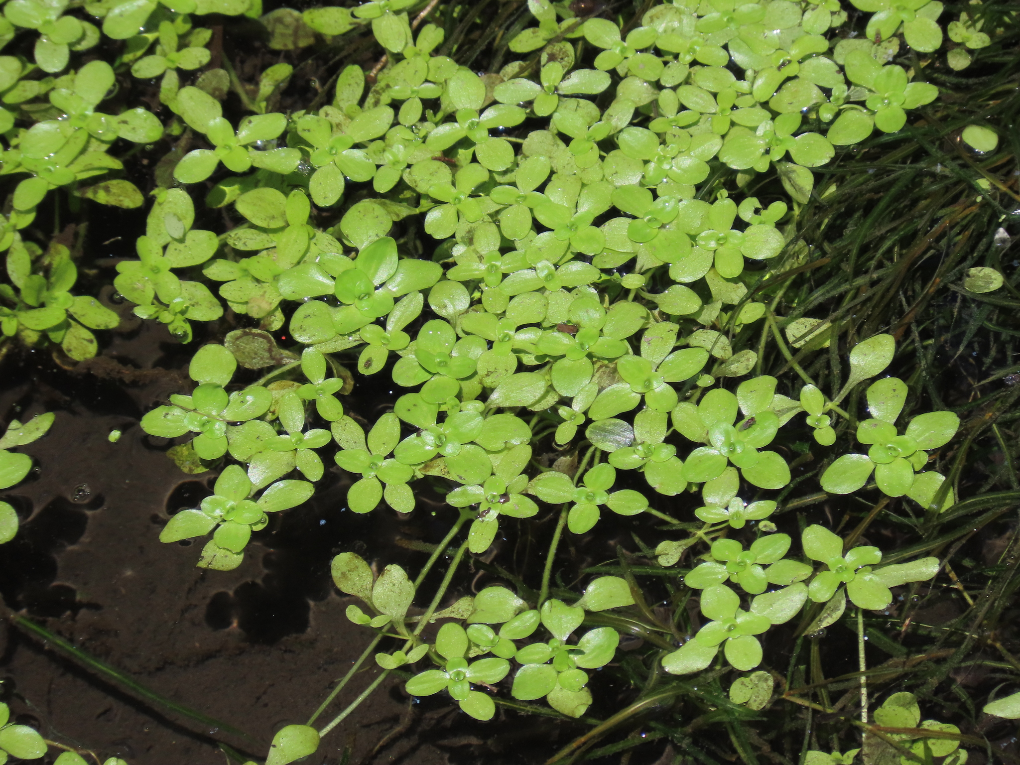 Callitriche stagnalis