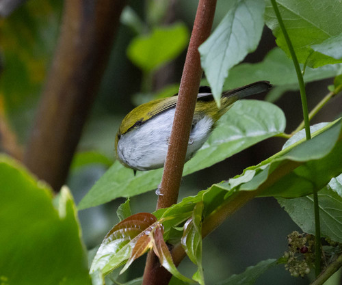 Black-crowned White-eye (Zosterops atrifrons), photo 8