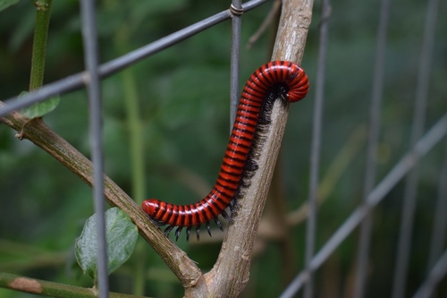 Centrobolus anulatus