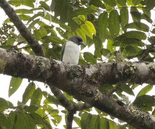 Ivory-backed Woodswallow (Artamus monachus), photo 5