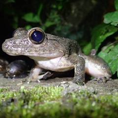 Limnonectes grunniens