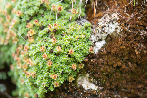 Saxifraga georgei, photograph 1