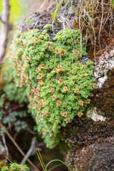 Saxifraga georgei, photograph Morten Ross, CC BY, iNaturalist via GBIF