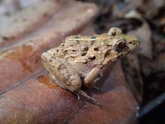 Fejervarya limnocharis