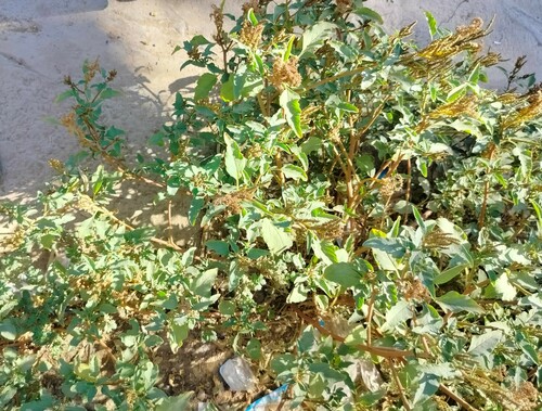 Prostrate Amaranth