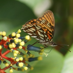 Dione glycera
