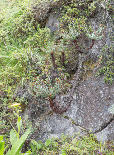 Rhodiola himalensis, photograph 1