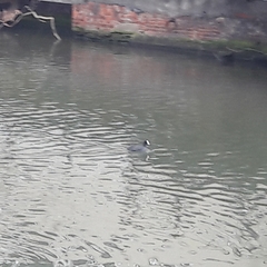 Fulica atra