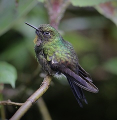 Heliangelus micraster