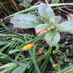 Columnea strigosa