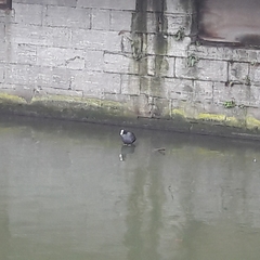 Fulica atra