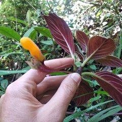 Columnea strigosa