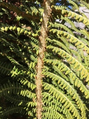 Polystichum speciosissimum