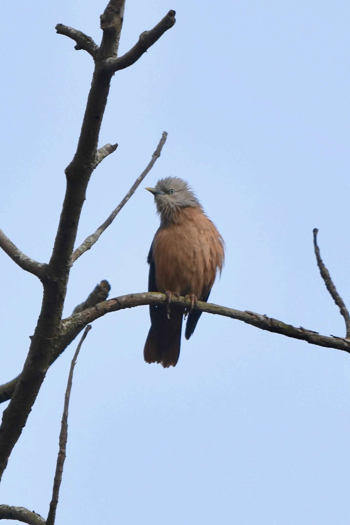 Brahminy Starling