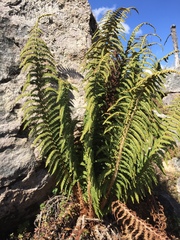 Polystichum speciosissimum