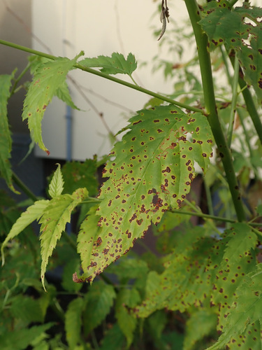 Blumeriella kerriae observed 2023-07-29